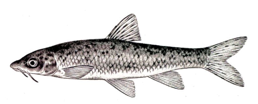 Luciobarbus sclateri_01.jpg